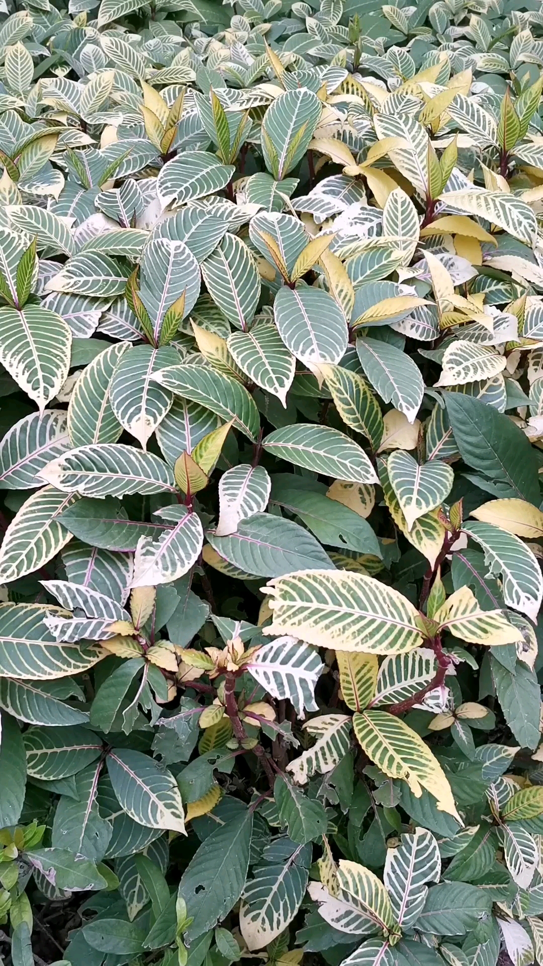 金脉爵床,常绿观赏灌木,常作为绿篱用,也作为时花盆苗使用,质感较粗