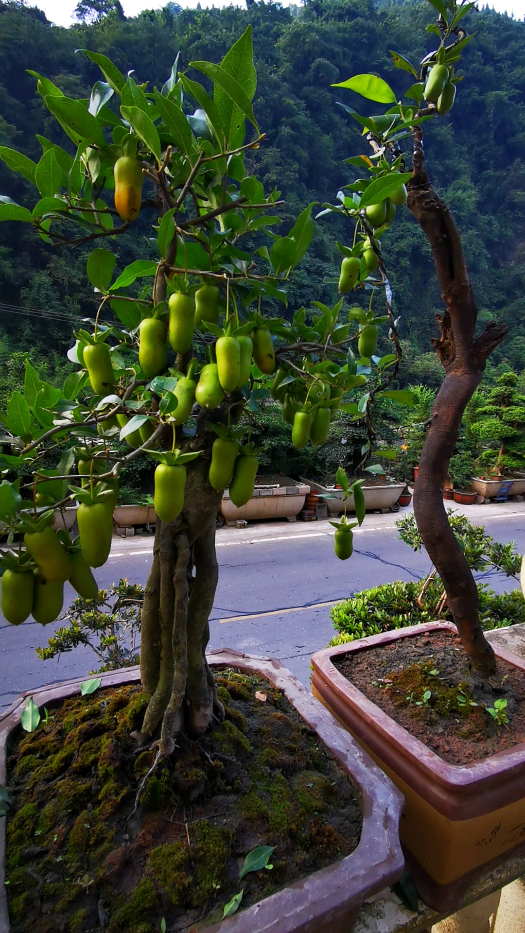 长在树上的花生