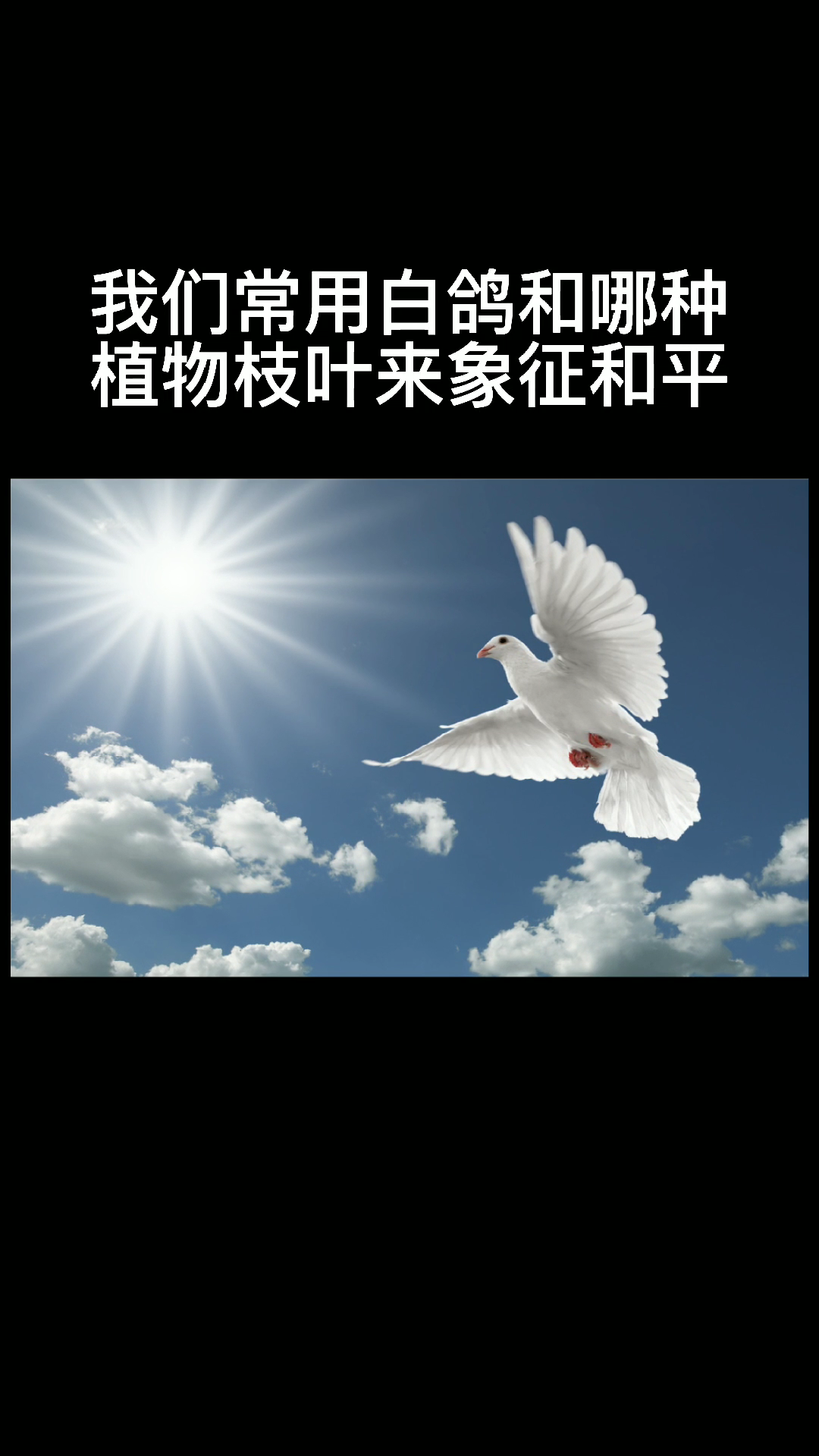 我们常用白鸽和哪种植物的枝叶来象征和平
