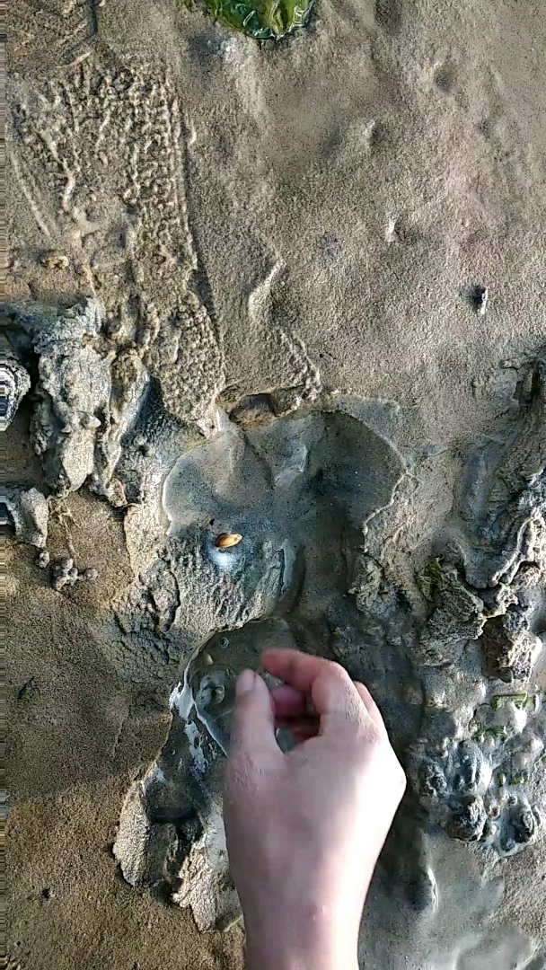 这一看就是个大蛏子洞!