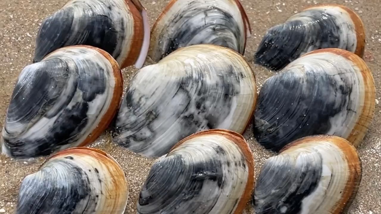 大风天气过后,赶海遇到一群吐着舌头的鸭蛋蛏子,还有沙珊瑚