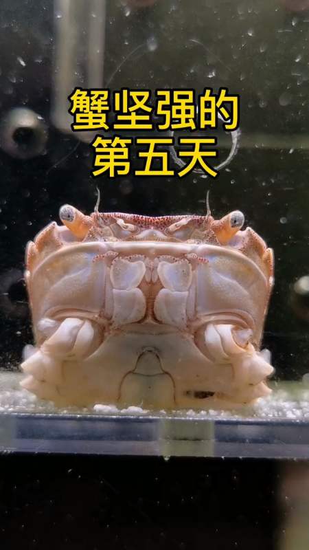 海洋生物#蟹坚强的第五天,好吃到飞起是种什么状态