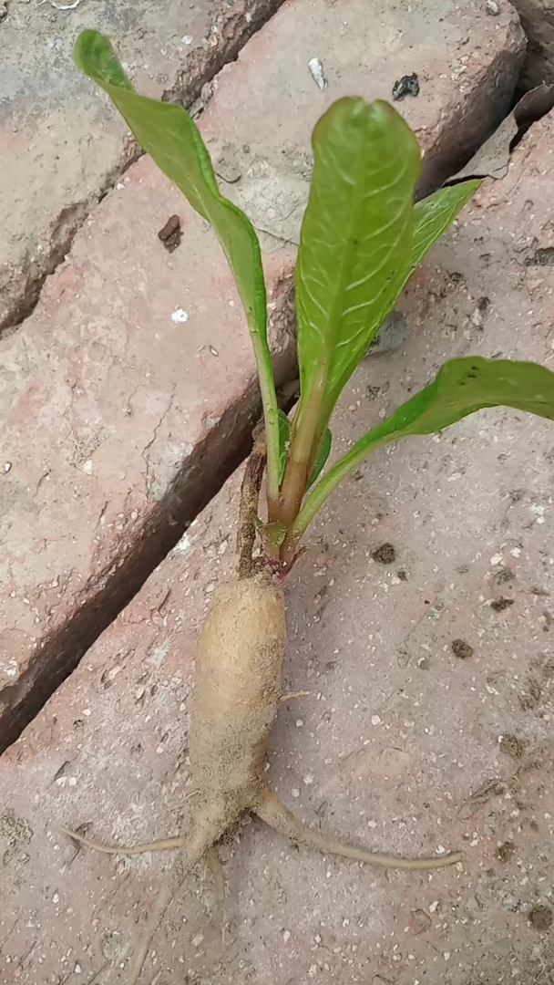 这是土人参,有毒不能吃