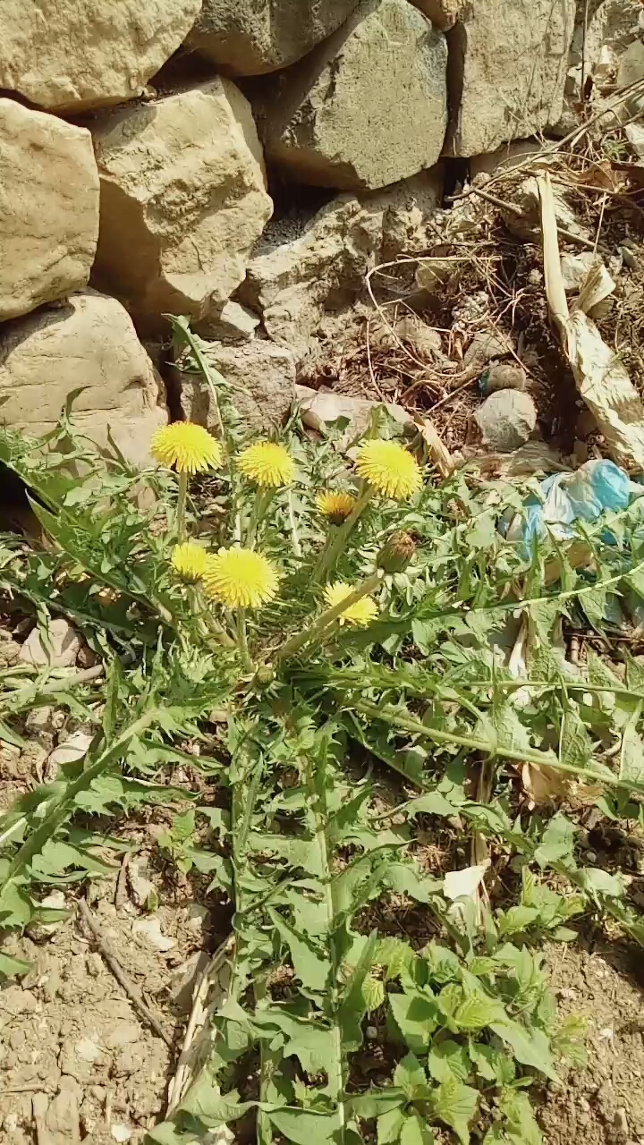 蒲公英,既是山野菜,又是药材.我们这的人都靠它发家致富呢.