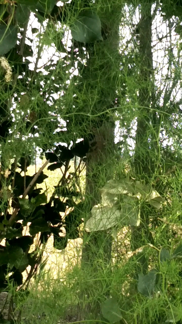 野生的文竹长得真快,才五月就这么大了-度小视