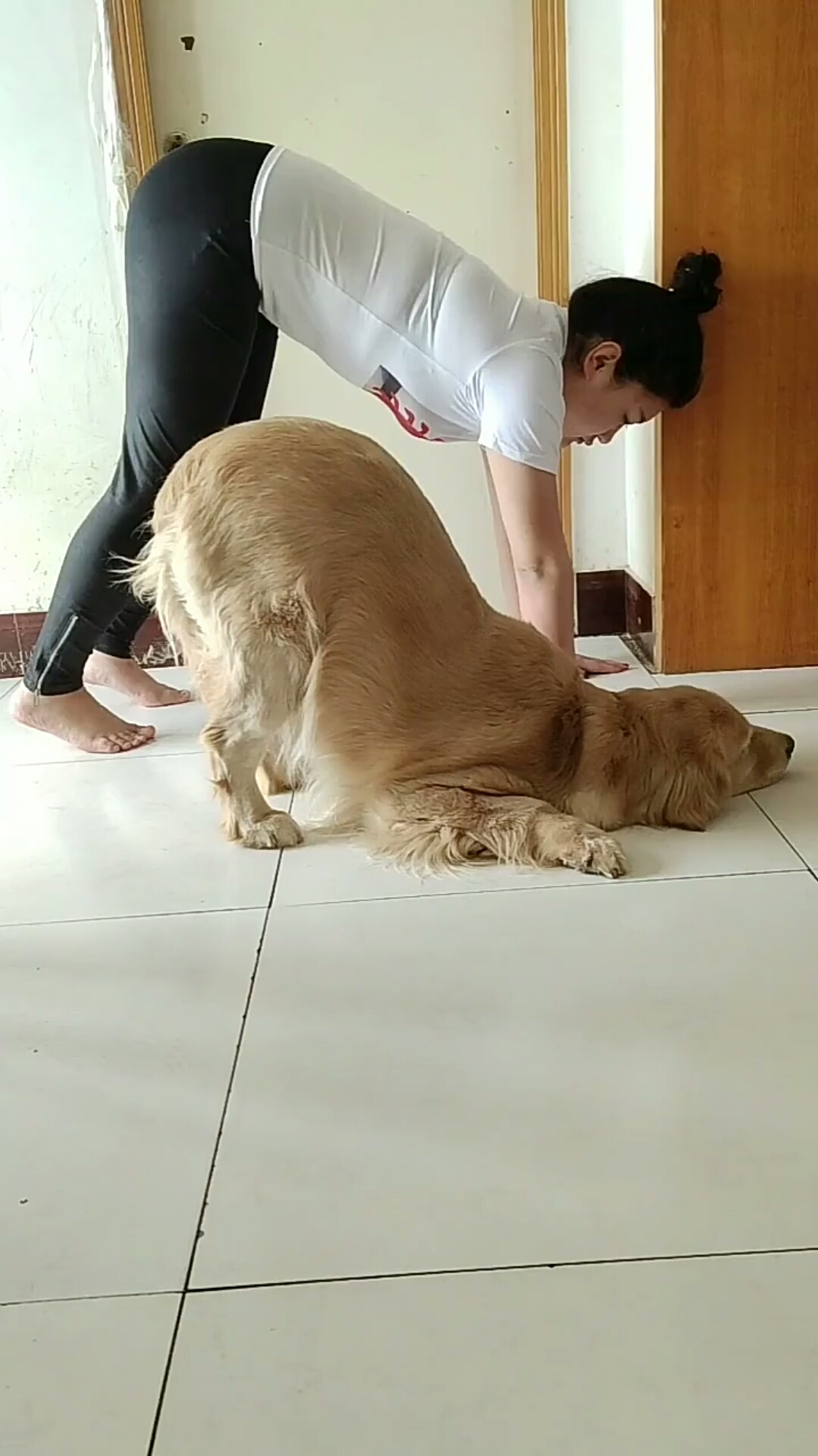 金毛和女主人做瑜伽