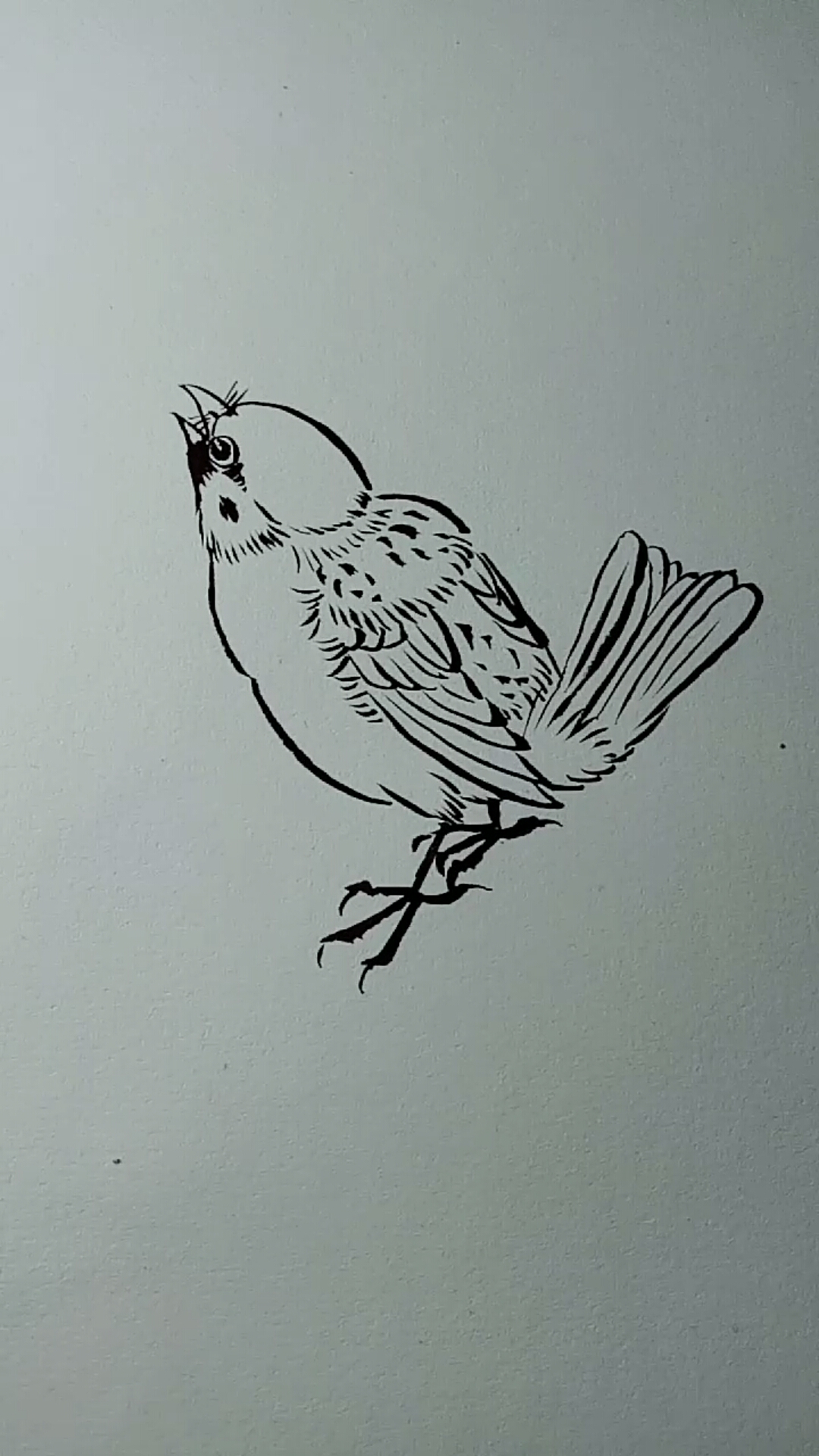 一只麻雀白描画法过程,超简单好学!