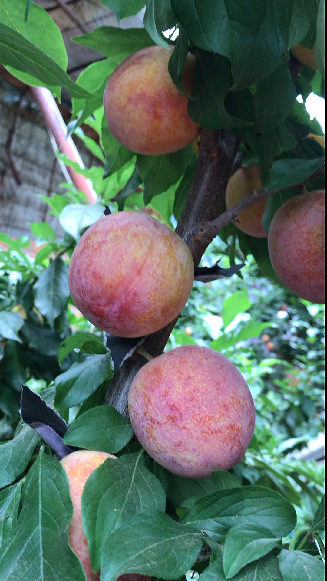 我要上热门#干碗李子大红袍