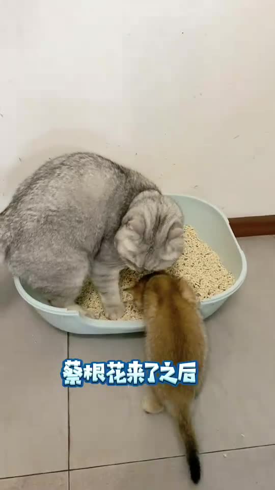 蔡根花也被丑丑搞得便秘了?最后麻蛋成了丑丑的白月光