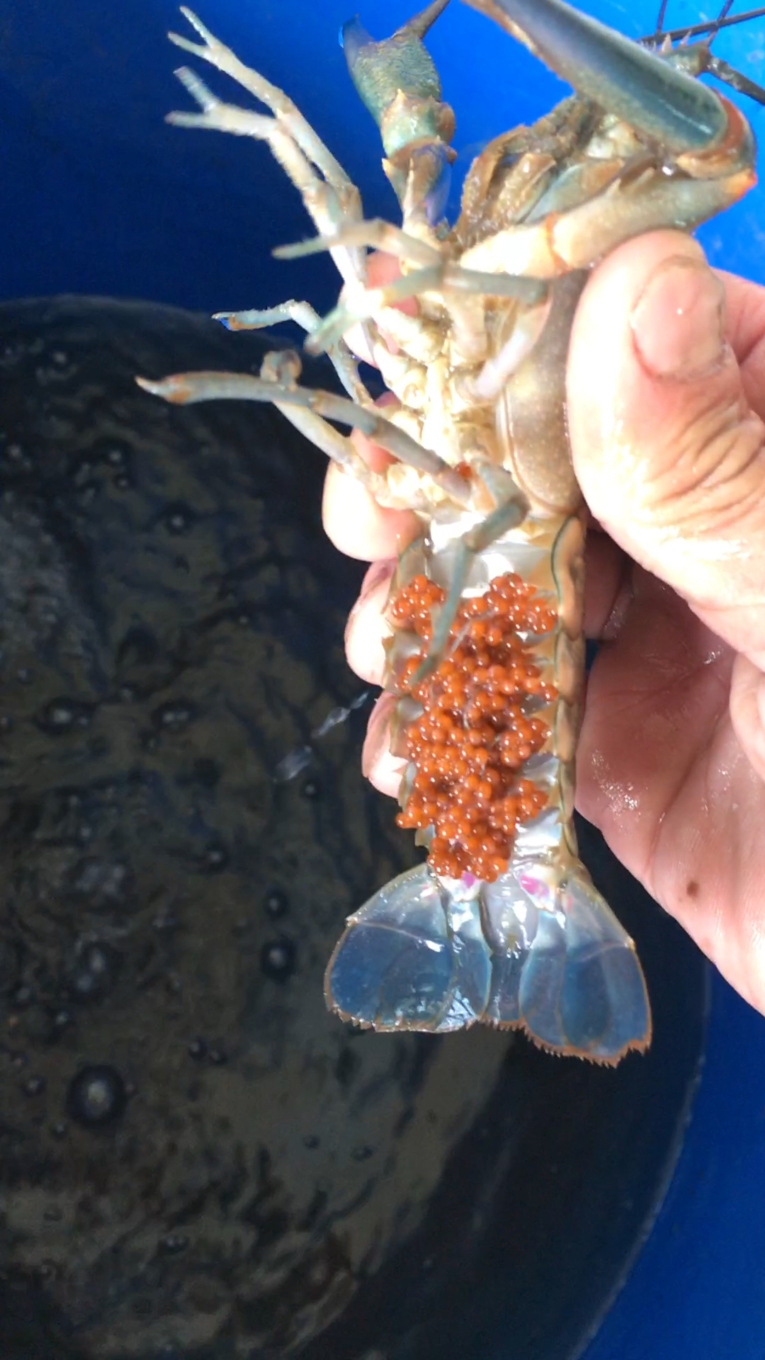 澳龙母虾抱卵,等到小虾成型才自动离开母体-度小视