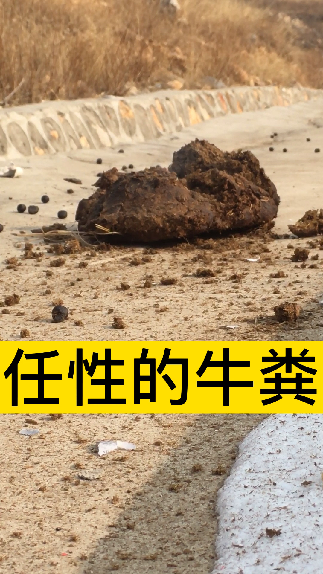 炸都炸不开.小时候炸牛粪再感受一下.