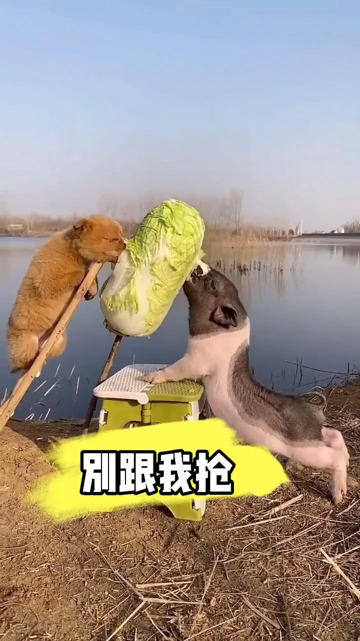 我家萌宠成精了跟猪宝宝抢白菜吃