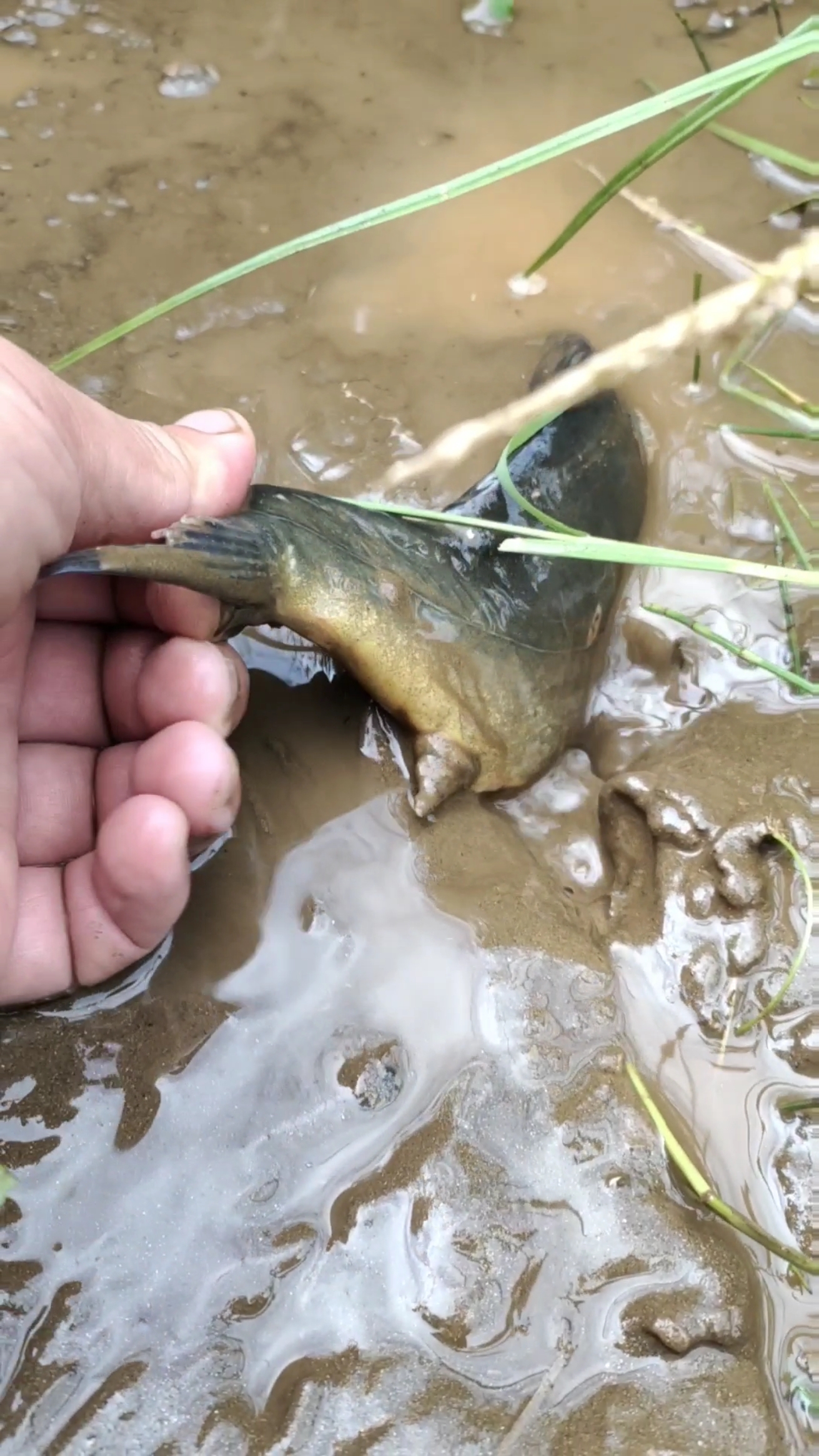 鱼被泥土埋上了!没想到扒开会动