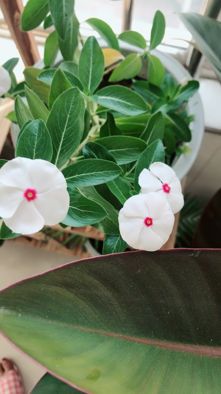 你见过白色五瓣梅吗?