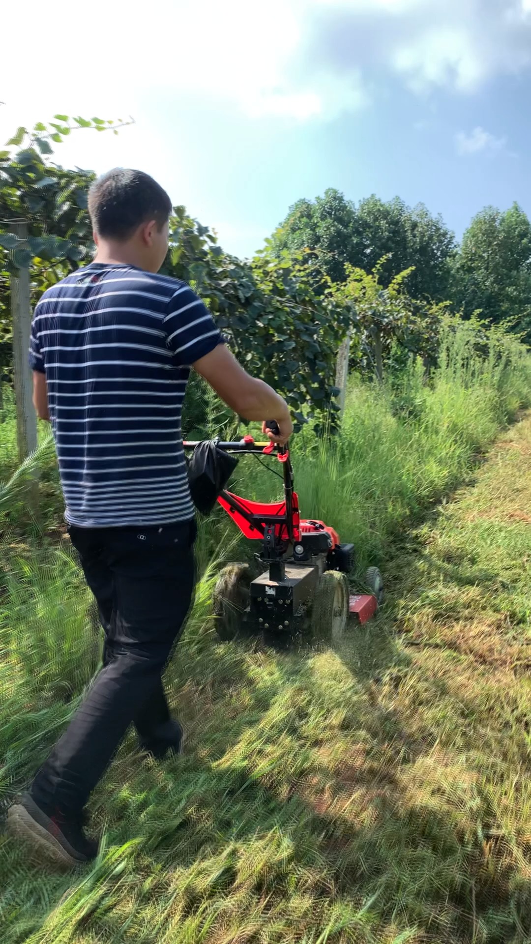 割草机#割草像散步,这么轻松的割草方式你见过吗?