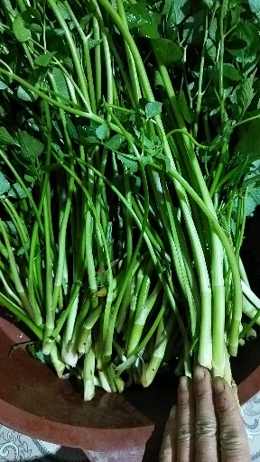 今天摘鸭儿芹野菜食过几次越吃越爱吃