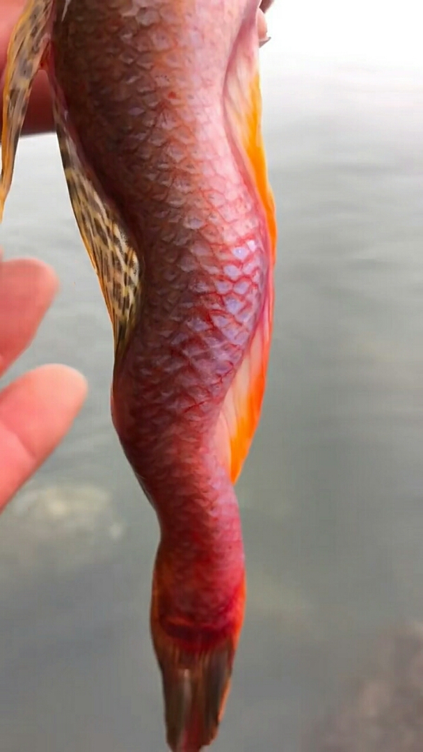 百年难得一见的龙尾鱼