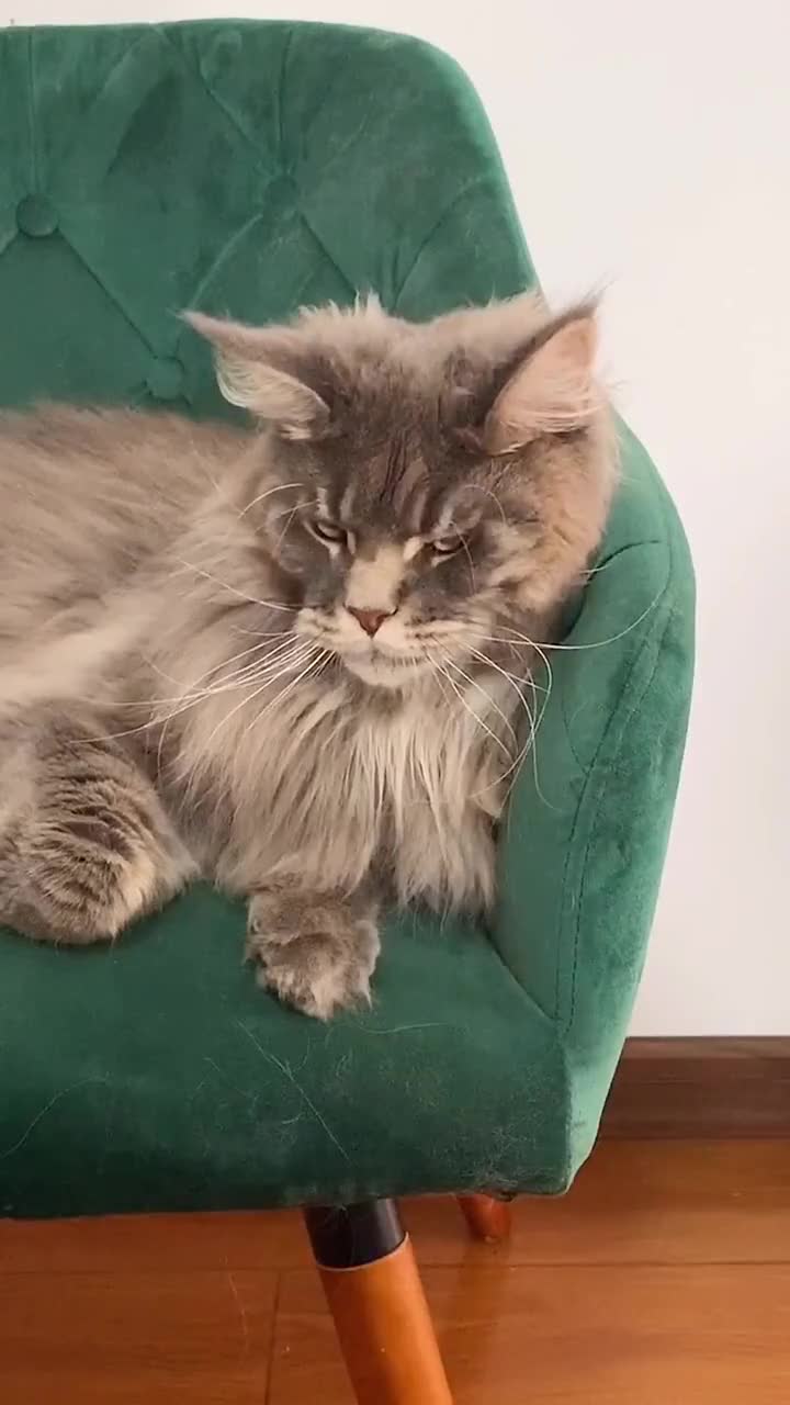 如果猫的邪笑有段位,你家猫咪属于哪个呢