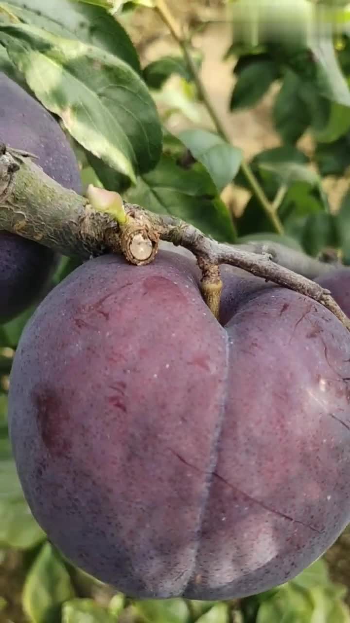 国内最大的李子!