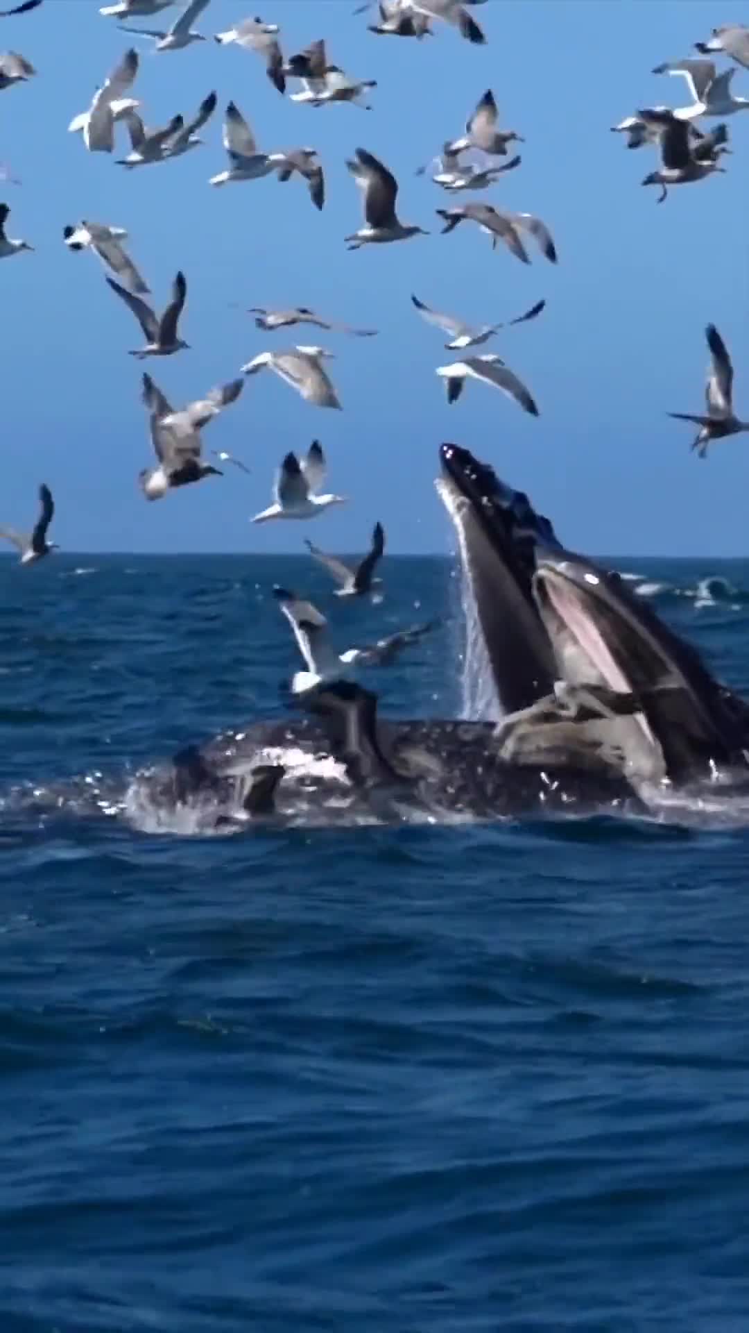 把声音开到最大听听鲸鱼磅礴的动作声音北冥有鱼其名为鲲鲲之大不知其