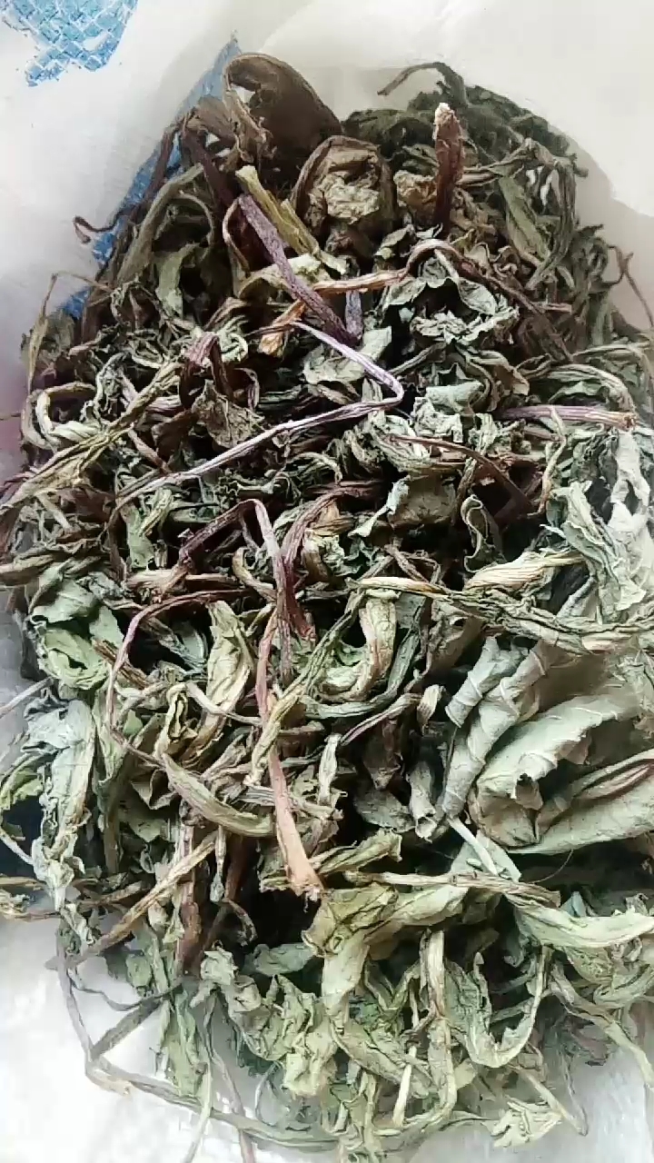 曬乾的蒲公英茶