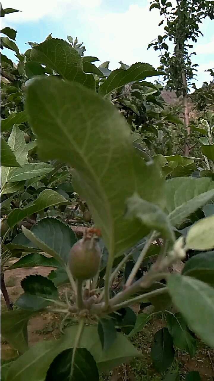 优秀地果树也优果