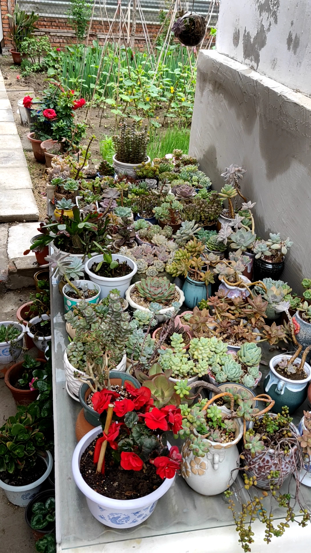 我的小花园#美丽的农村小院,你喜欢吗?