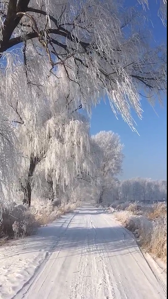 雪后树挂的美景图片