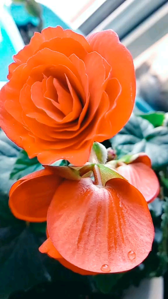 丽格海棠太美了