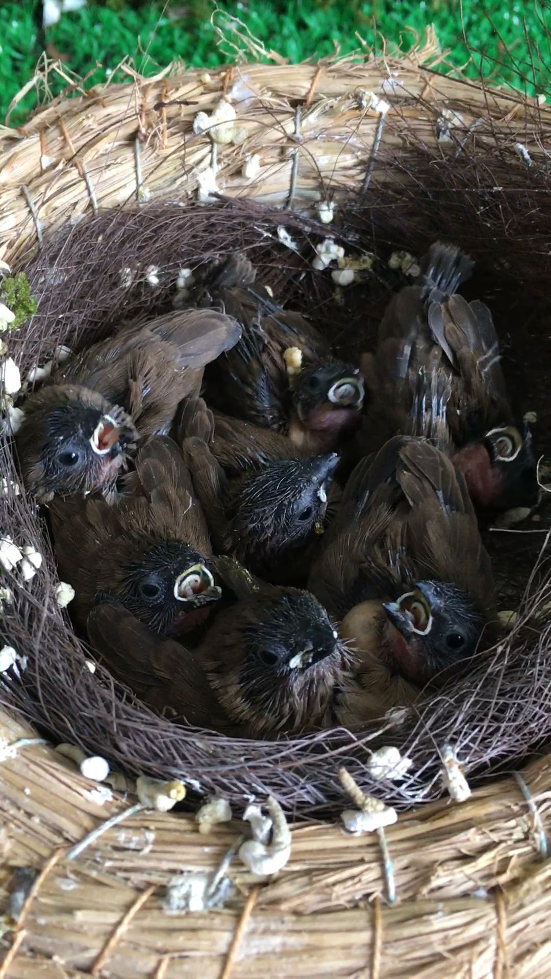 捡到一窝小麻雀?