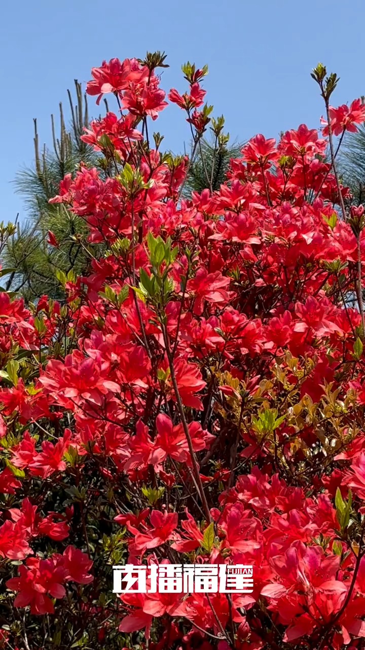 4月是杜鹃花盛放的季节, 福州闽候县大湖乡岭头村的杜鹃花海