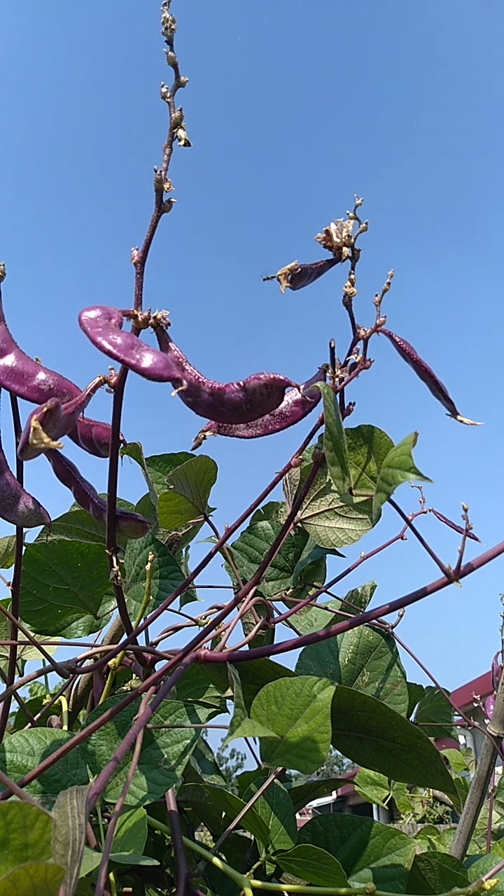 庭院中的扁豆角儿