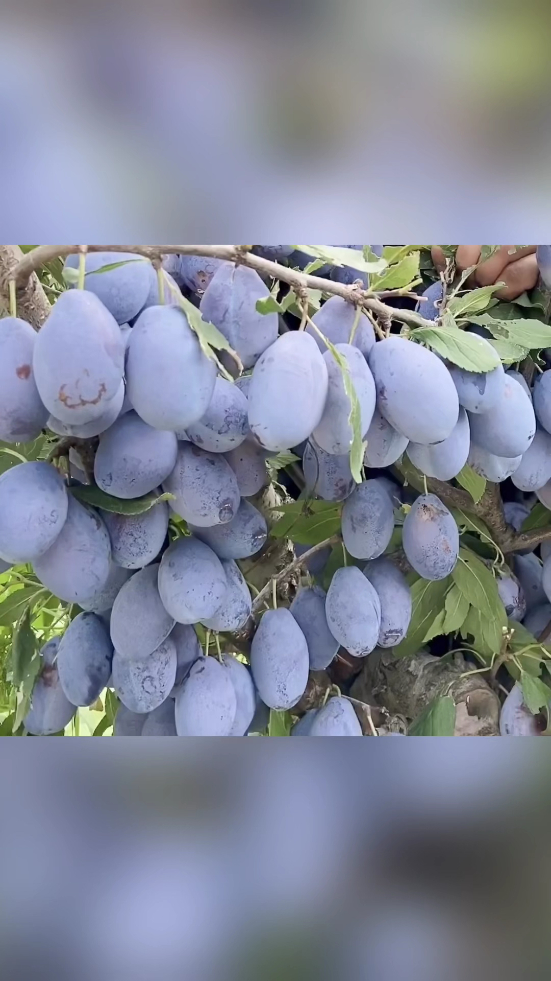 西梅蓝蜜李子