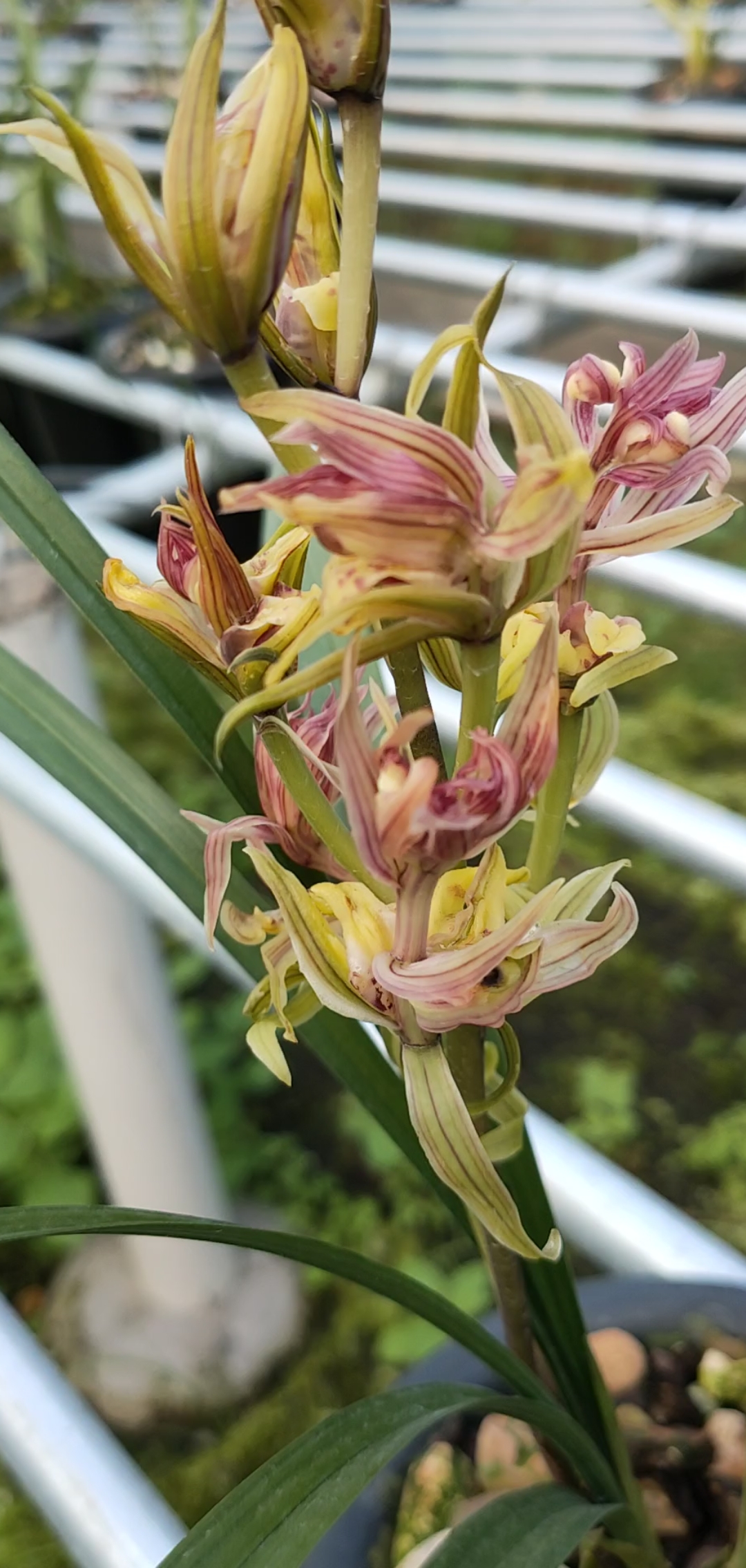 红凤寒兰色花花开了漂亮