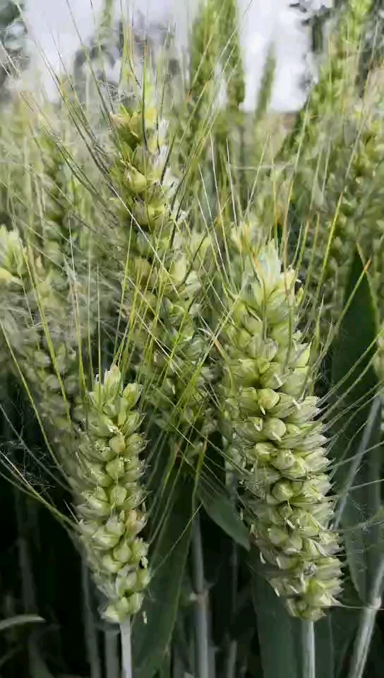 麦穗儿越来越饱满,再过几天将会一片金黄,丰收的季节要到了!