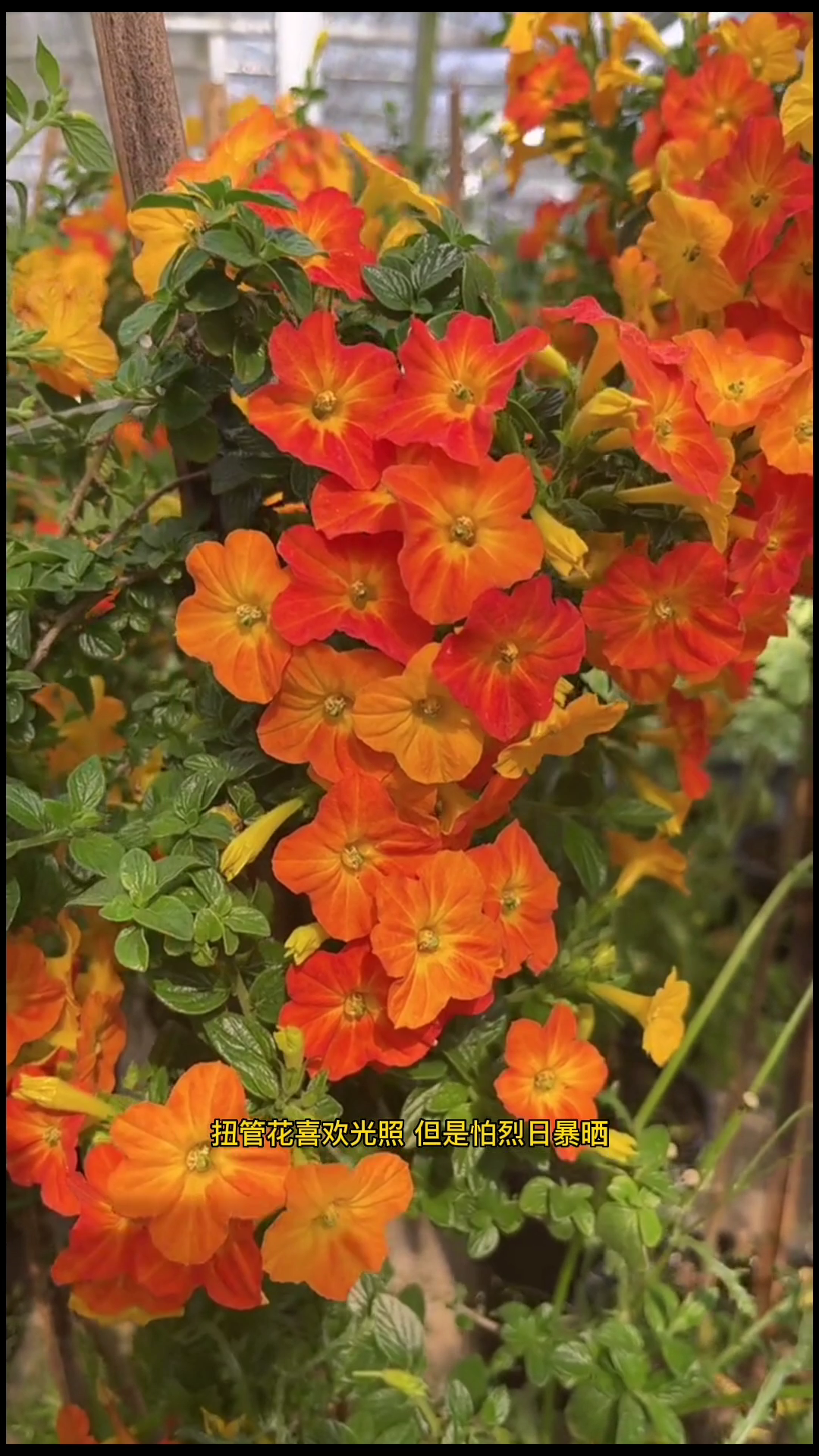 扭管花的养殖方法