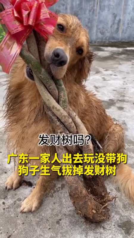 一家人出去玩没带狗,狗子生气拔掉发财树!