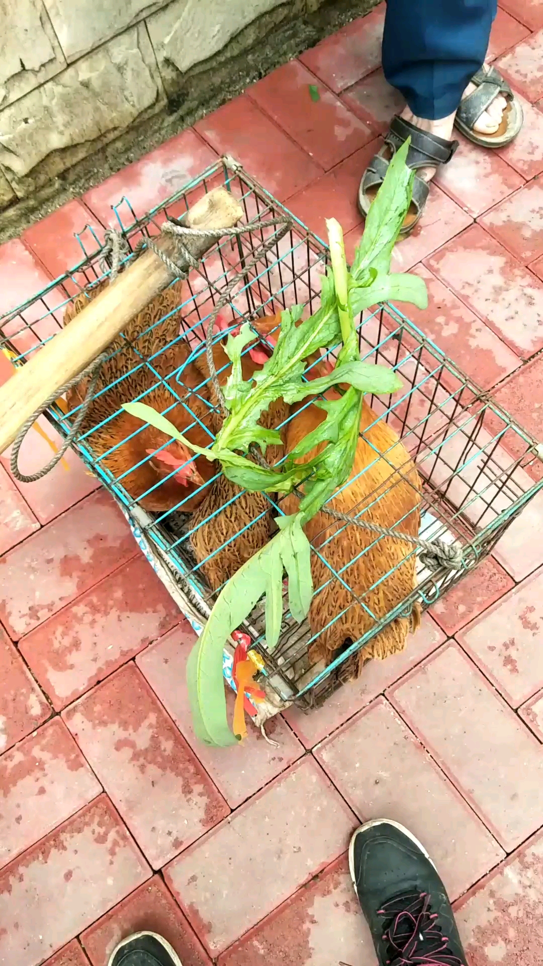 爱吃青菜的小鸡