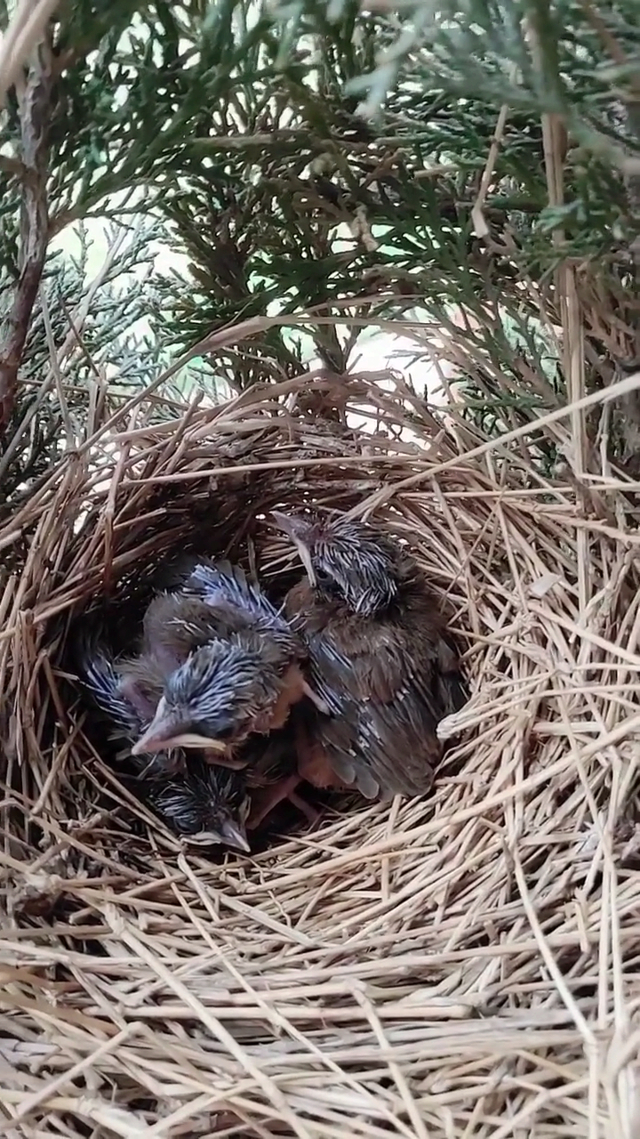 小画眉鸟正准备出窝