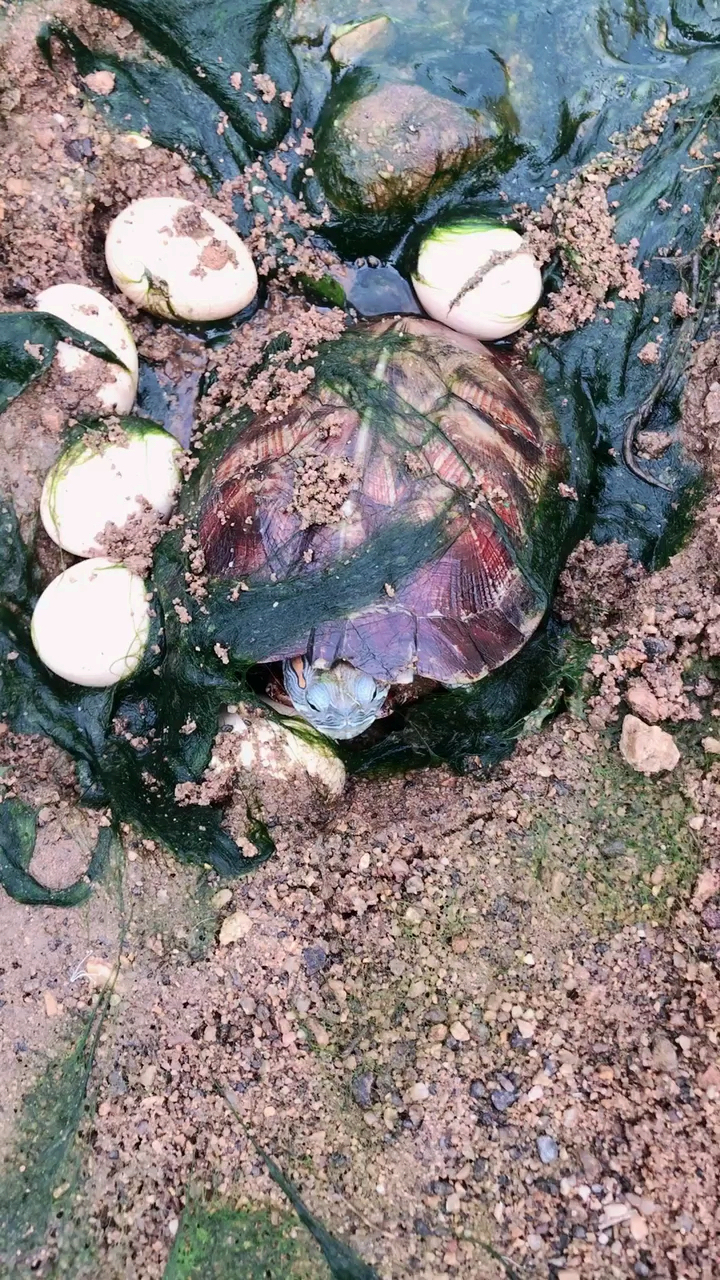 寻找乌龟的探测器图片