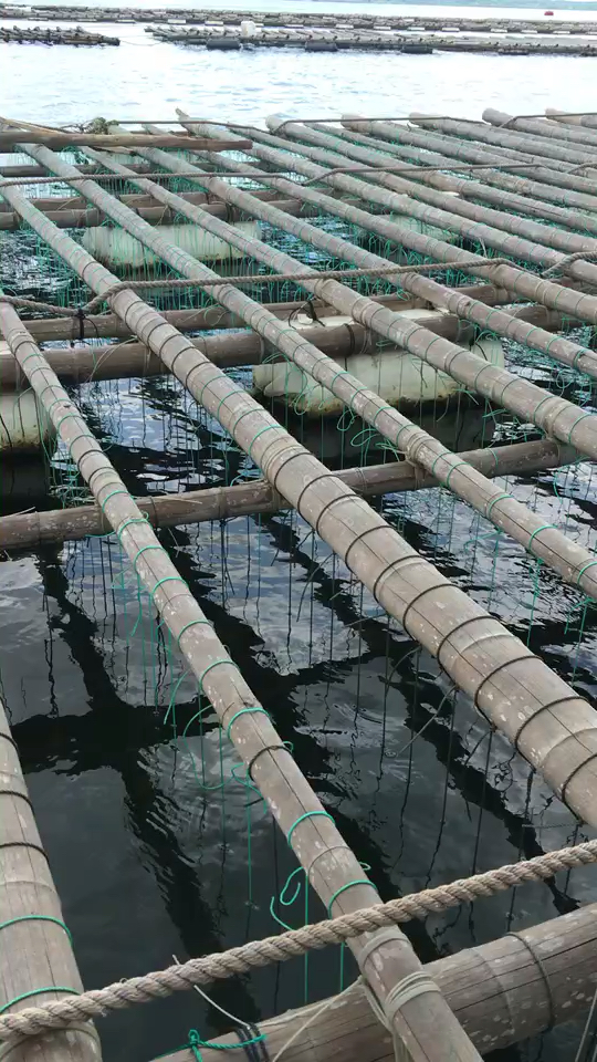 舌尖上的旅行#挂浮排的生蚝苗