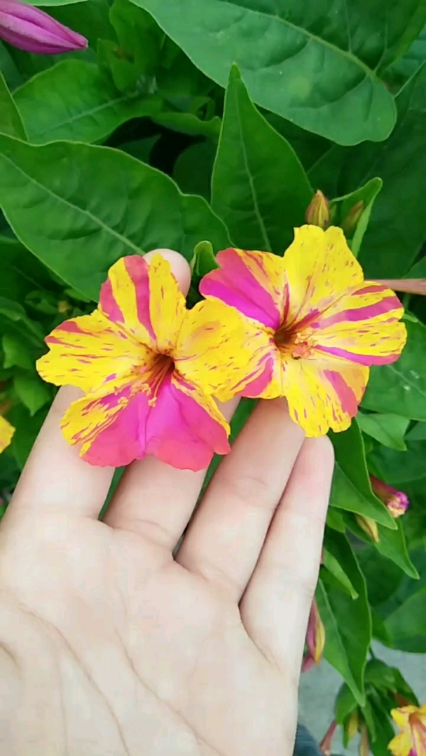 两朵混血烟粉豆?     ?        祝大家七夕节快乐!