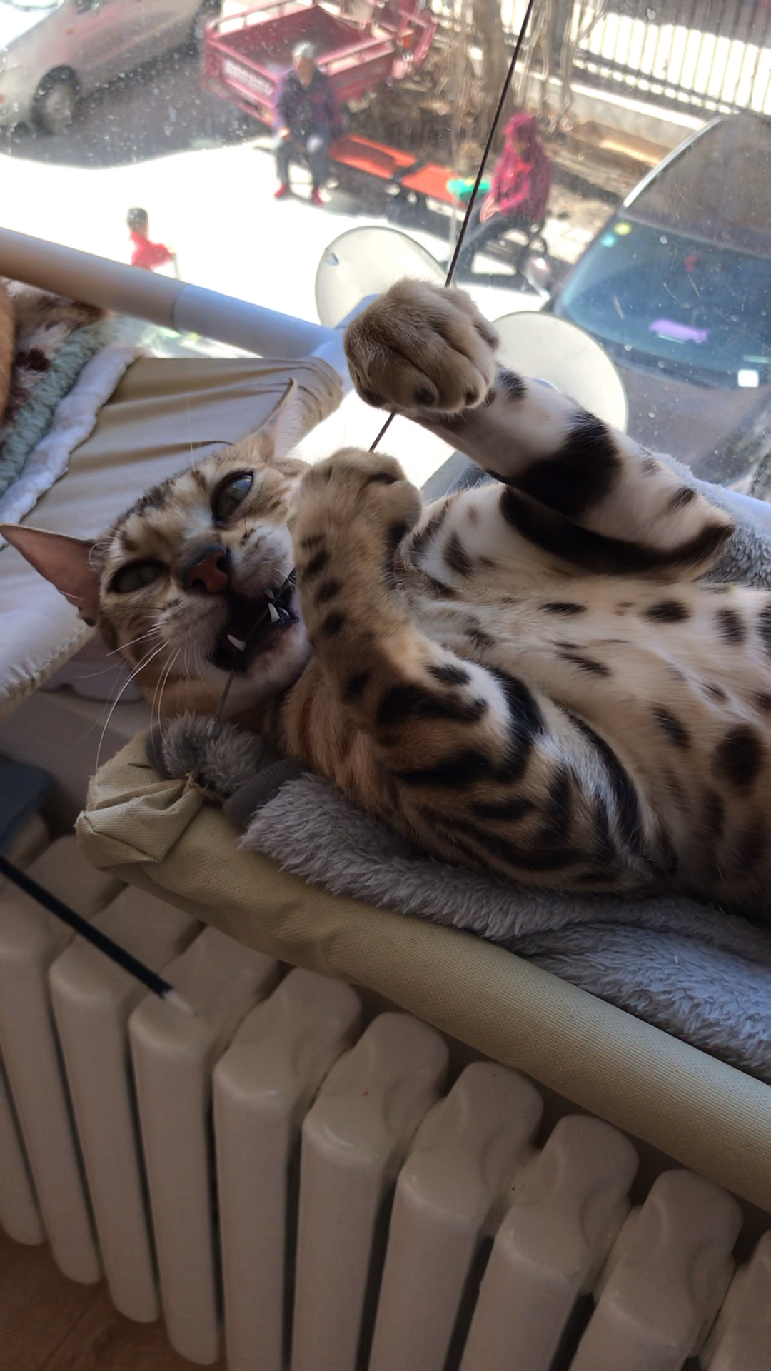 豹猫的牙齿咬人很疼的