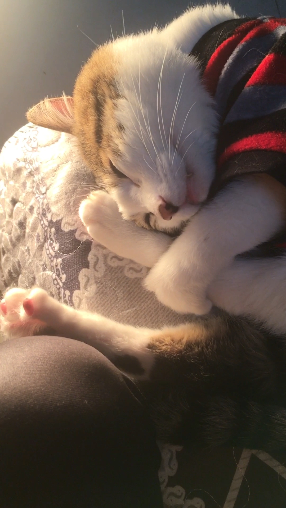 抱着自己的腿儿睡觉觉,好乖的咪娃娃