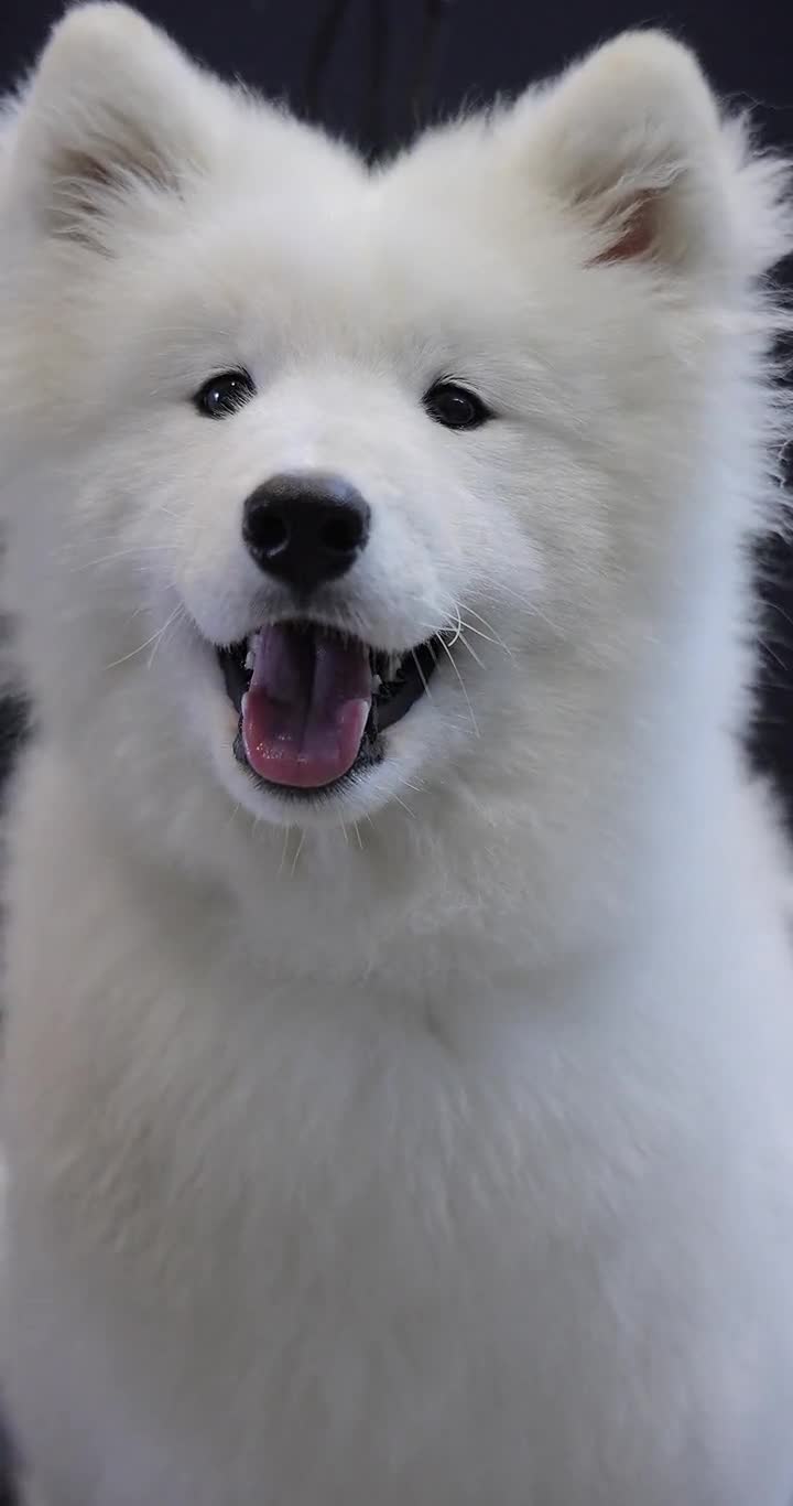 最治愈系的犬种之一,微笑天使萨摩耶犬.小宝贝的笑能融化你吗?