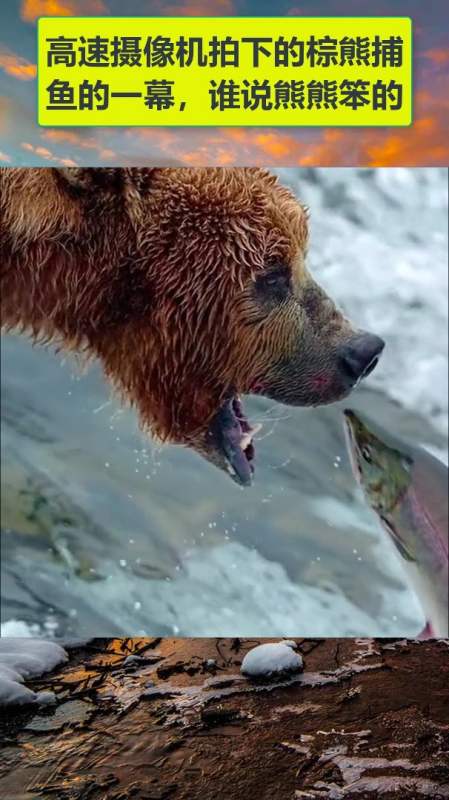 动物世界#棕熊捕鱼,很灵活嘛