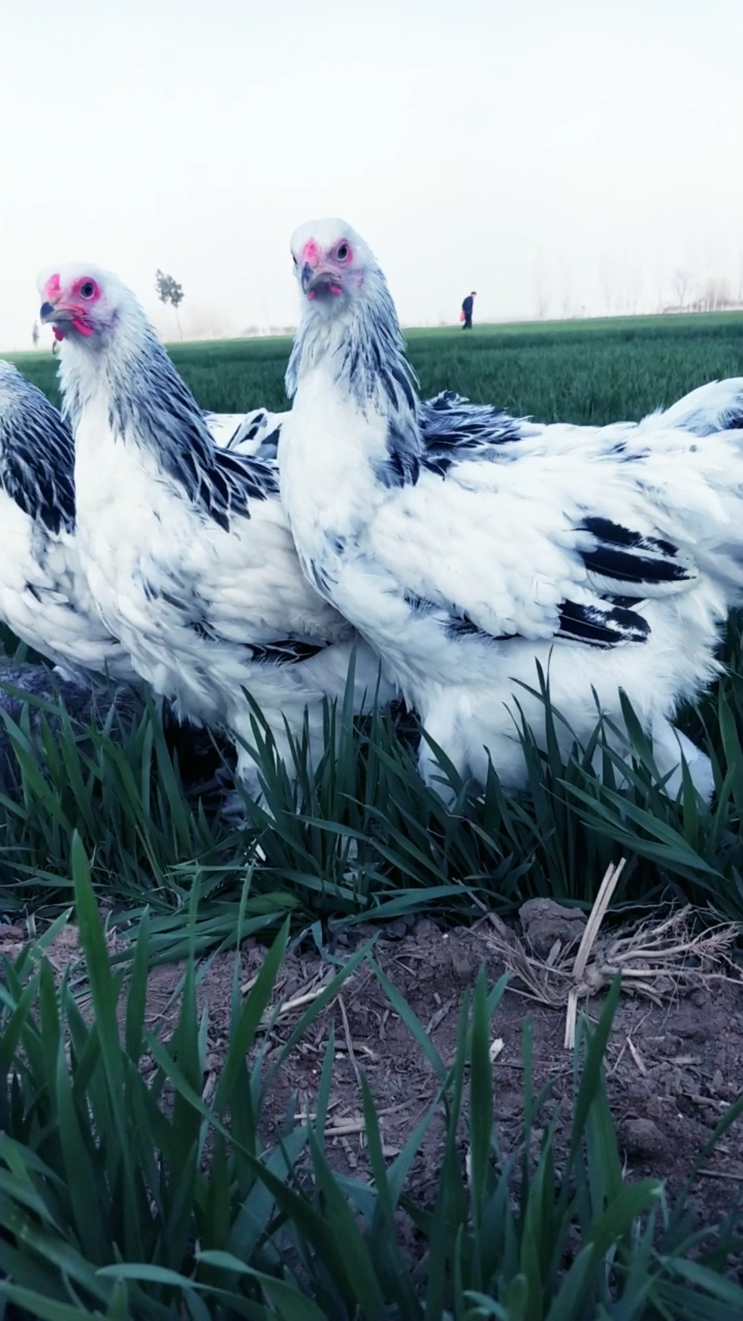 青年婆罗门鸡漂亮吗