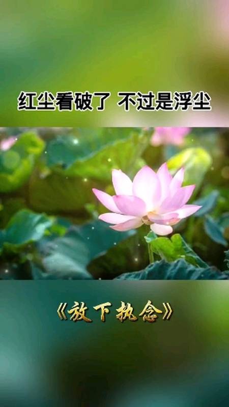 学会放下执念,才能更好的前行.#智慧人生