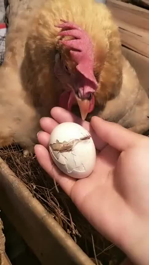 母鸡孵化小鸡,开刻的那一刻,竟是如此表情