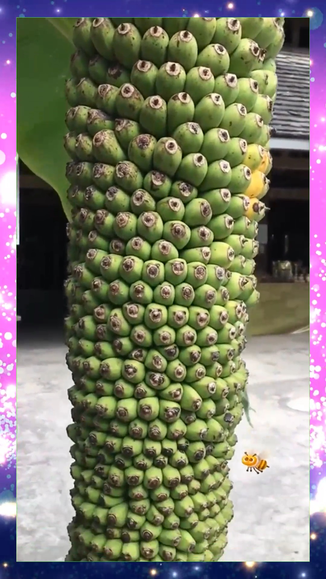 娱乐#老板来一串香蕉